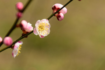 梅の花　京都府立植物園