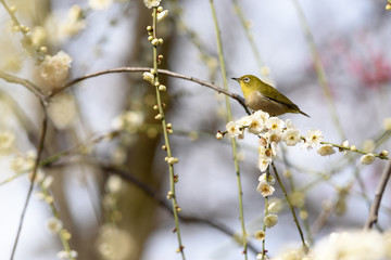 メジロと枝垂れ梅