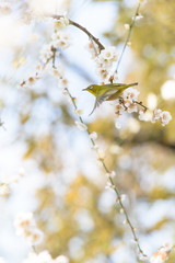 メジロと枝垂れ梅