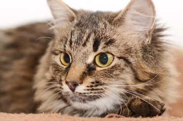 Obraz premium Young fluffy gray striped domestic cat at home. Adobted pet.