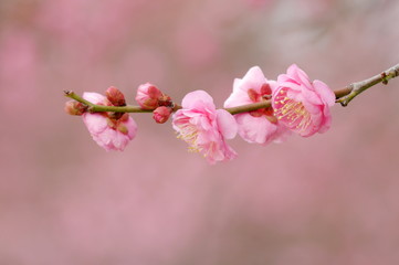 梅