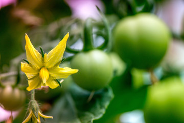 Macro shot of yellow blossom and group of unripe tomatoes in a greenhouse on a sunny summer day     © lainen