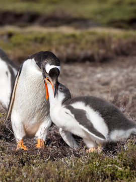 Gentoo penguin, Pygoscelis Papua, feed the chick, Falkland Islands