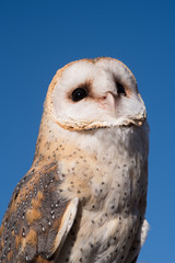 The barn owl