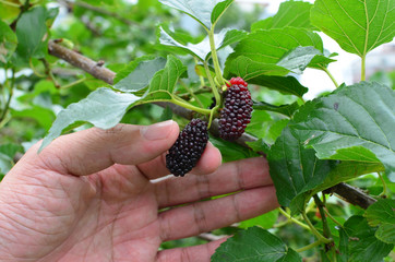 Man picking a ripe mulberry