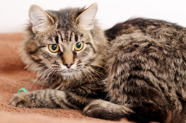 Obraz premium Young fluffy gray striped domestic cat at home. Adobted pet.