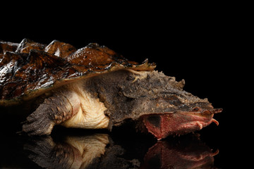 Mata mata Turtle, Chelus fimbriata on isolated Black Background