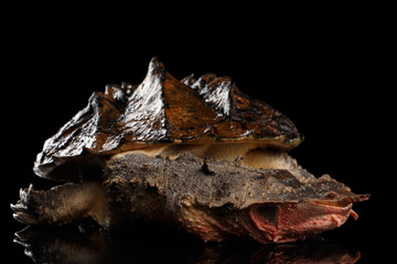 Obraz premium Mata mata Turtle, Chelus fimbriata on isolated Black Background