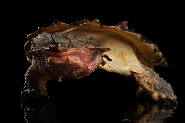 Mata mata Turtle, Chelus fimbriata on isolated Black Background