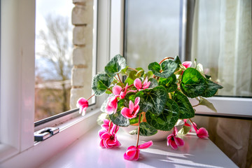 Wilted colorful variegated white and pink cyclamen flowers with ornamental leaves cultivated as indoor houseplants on window sill with open windows, in overcast summer day. Flowers begging for water
