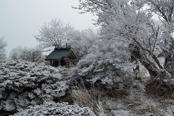 鶴見岳の霧氷