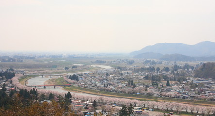 角館の桜 / Cherry blossoms in full bloom, in kakunodate, akita