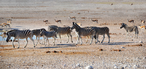 Fototapeta na wymiar Animals in Etosha National Park