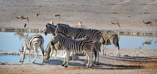 Fototapeta na wymiar Animals in Etosha National Park