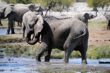 Elephant in Etosha National Park