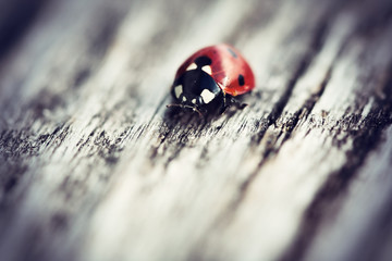 ladybird on a wooden surface