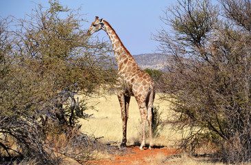 Naklejka na ściany i meble Giraffe in Etosha National Park
