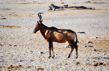 Atelope in Etosha National Park