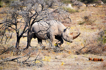 Fototapeta premium Rhino in Etosha Nationl Park