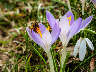 Biene am Blütenstempel im Frühling