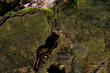 Top view on old stump covered with moss