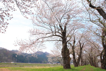 Fototapeta premium Cherry blossoms in full bloom, in kakunodate, akita