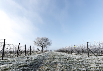 Weinreben und Nuss-Baum im Frost 