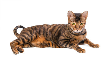 Cat breed Toyger isolated on white background.