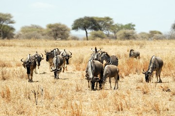 Fototapeta na wymiar Wildebeests and zebras, Tarangire National Park, Tanzania