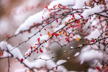 Waiting for the winter. First snow in the middle of autumn. Macro shot of white snow on top of brightly red autumn leaves in barberry bush