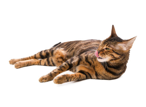 Cat breed Toyger with its tongue hanging out lying