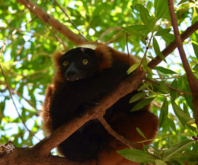 lemur marron