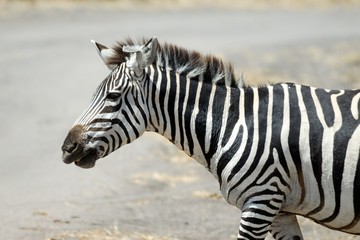 Fototapeta na wymiar Single zebra, Tarangire National Park, Tanzania