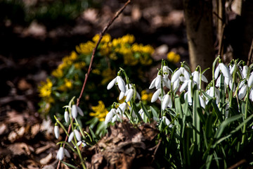 Obraz premium Frühlingswiese