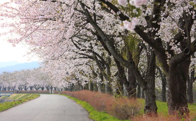 Fototapeta na wymiar Cherry blossoms in full bloom, in kakunodate, akita