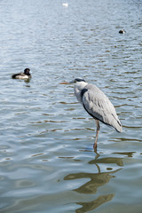 trufted ducks swimming in the lake 