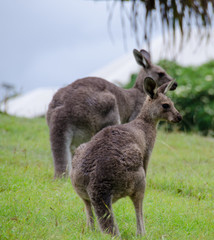 Two kangaroos grazing on lawn grass