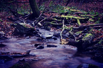 Forest in Germany during winter