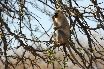 Single baboon on a branch, Tarangire National Park, Tanzania