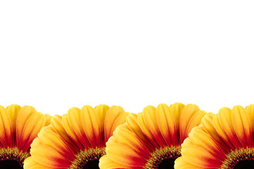 beautiful yellow and red gerbera flower isolated on white background