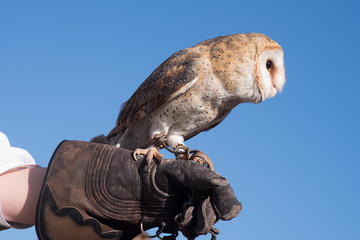 The barn owl