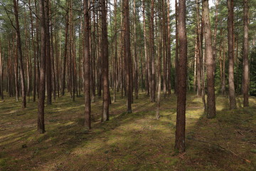 Fototapeta premium Nürnberger Steckerleswald