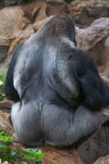 stämmiger Gorillarücken