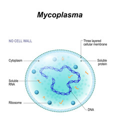 Mycoplasma cell