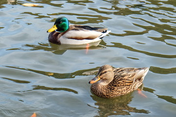 trufted ducks swimming in the lake 