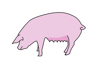 pink pig illustration plain 