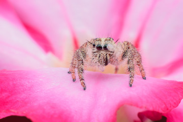 Super macro female Hyllus diardi or Jumping spider on Desert Rose