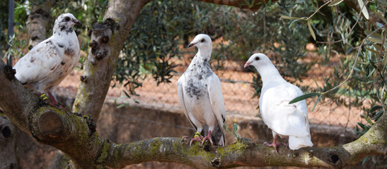 Palomas salvajes