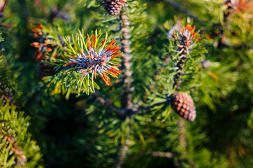 Fir tree branches Background