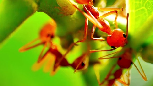 Red Ants farming and eating the honeydew release by the aphids share a relationship of mutualism